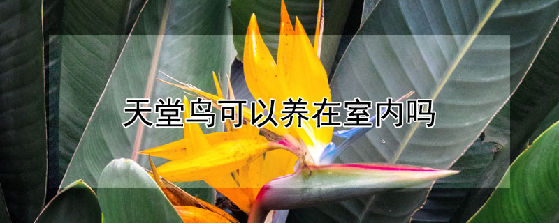 天堂鸟可以养在室内吗 天堂鸟放客厅大忌