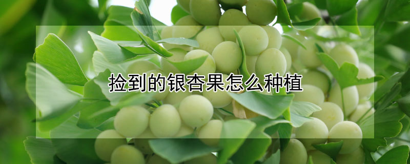 捡到的银杏果怎么种植 捡的银杏果怎么处理