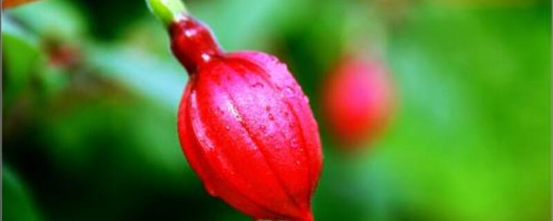 小灯笼花养殖方法（小灯笼花怎么养）