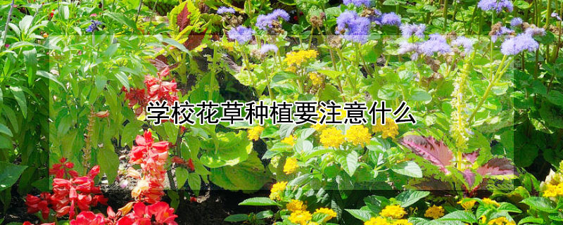 学校花草种植要注意什么 学校花草种植要注意什么细节