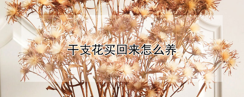 干支花买回来怎么养（干支花可以养多久）