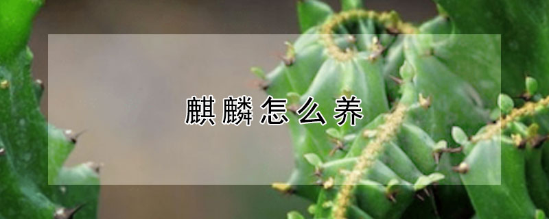 麒麟怎么养 柳叶麒麟怎么养