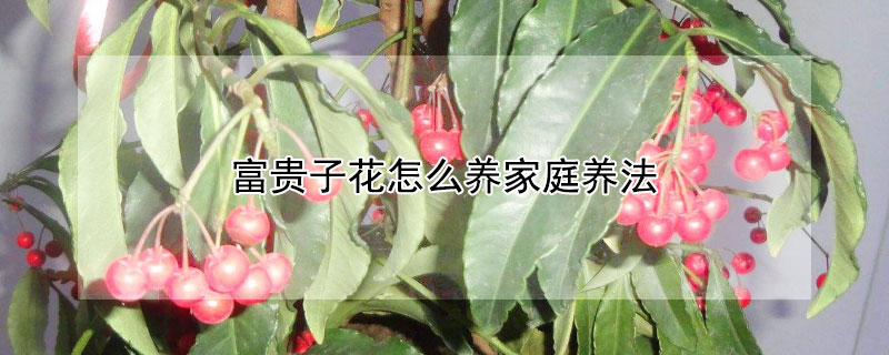 富贵子花怎么养家庭养法（富贵子一年开几次花）