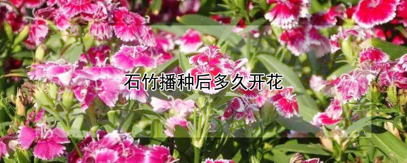 石竹播种后多久开花 石竹播种后多久开花结果
