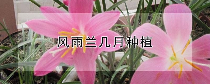 风雨兰几月种植（风雨兰几月种植几月开花）