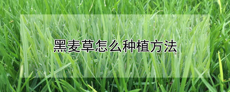 黑麦草怎么种植方法（黑麦草种植方法和时间）