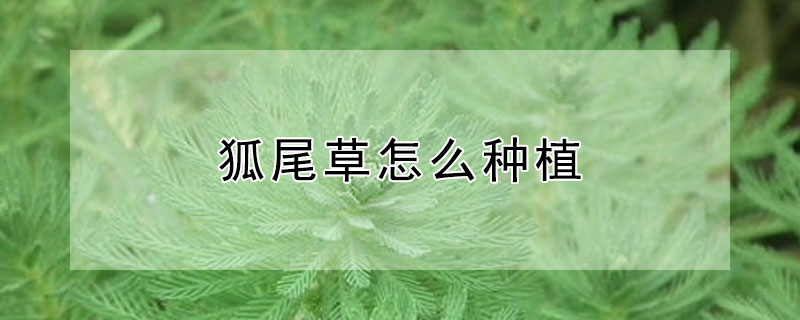 狐尾草怎么种植 狐尾草怎么种植方法