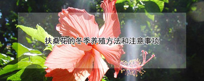 扶桑花的冬季养殖方法和注意事项（扶桑花的冬季养殖方法和注意事项扶桑花叶黄怎么办）