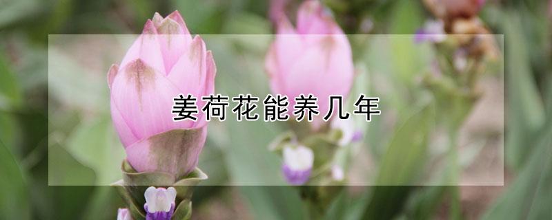 姜荷花能养几年 姜荷花冬天枯萎还能长出来吗