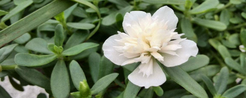 太阳花花籽怎么种 太阳花花籽种植前需要用水泡吗