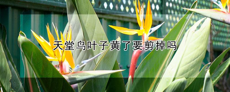 天堂鸟叶子黄了要剪掉吗 天堂鸟叶子黄了要剪掉吗图片