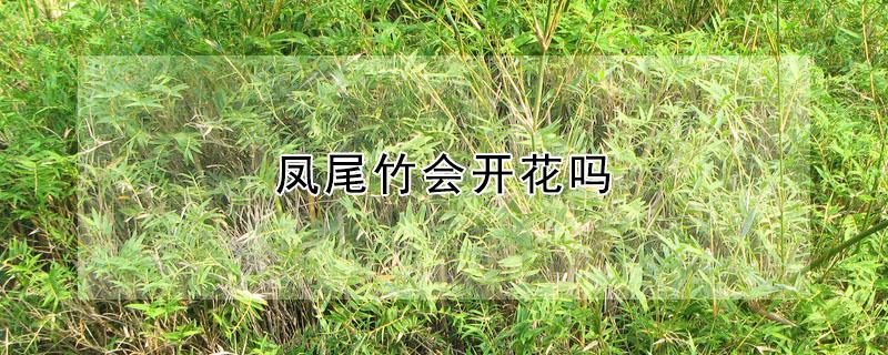 凤尾竹会开花吗 散尾葵开花是好事还是坏事