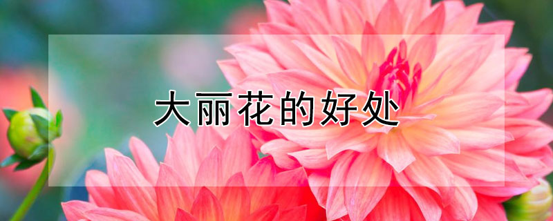 大丽花的好处 大丽花对人体有好处吗