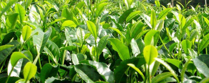 老茶树移栽方法 老茶树移栽方法和技巧