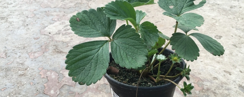 盆栽草莓苗的定植 盆栽草莓苗定植后怎样管理