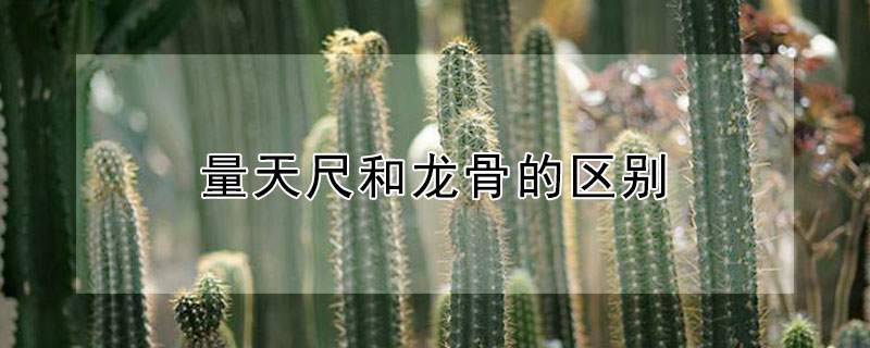 量天尺和龙骨的区别 量天尺和龙骨是一个品种吗?