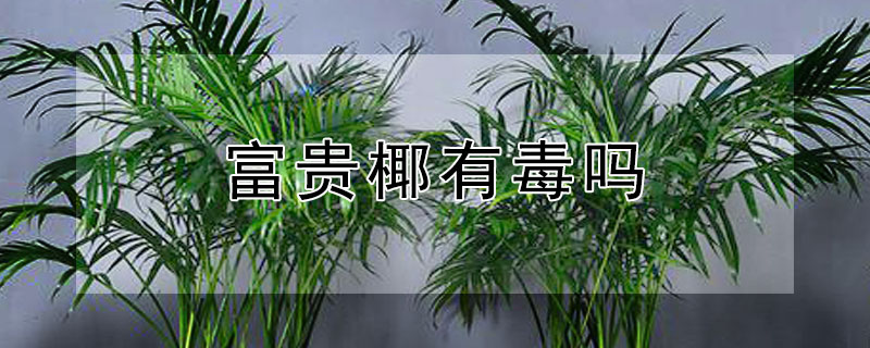 富贵椰有毒吗 富贵椰有毒吗能养吗