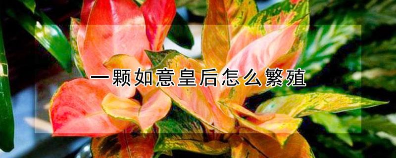 一颗如意皇后怎么繁殖（一颗如意皇后可以养多少年）