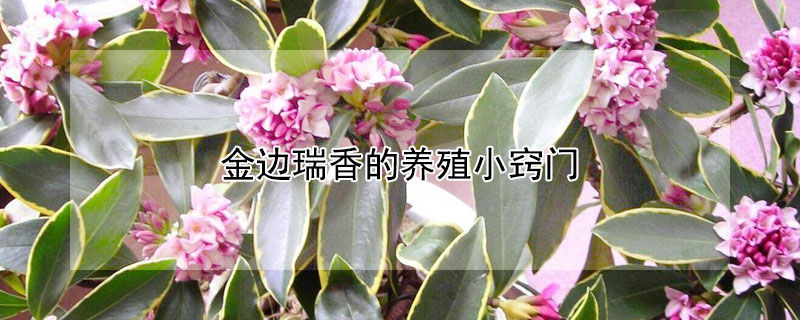 金边瑞香的养殖小窍门（金边瑞香的养殖小窍门是什么）