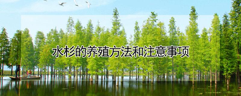 水杉的养殖方法和注意事项 水杉的养殖方法和注意事项视频