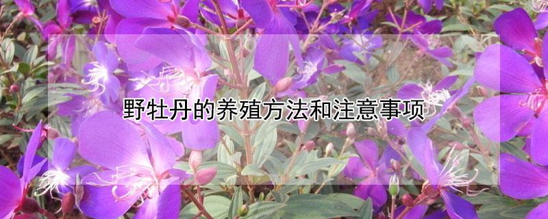 野牡丹的养殖方法和注意事项（巴西野牡丹的养殖方法和注意事项）