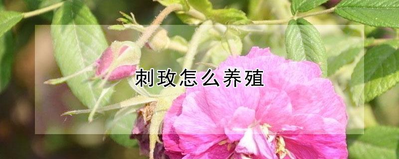 刺玫怎么养殖（刺玫怎么养殖方法图片）