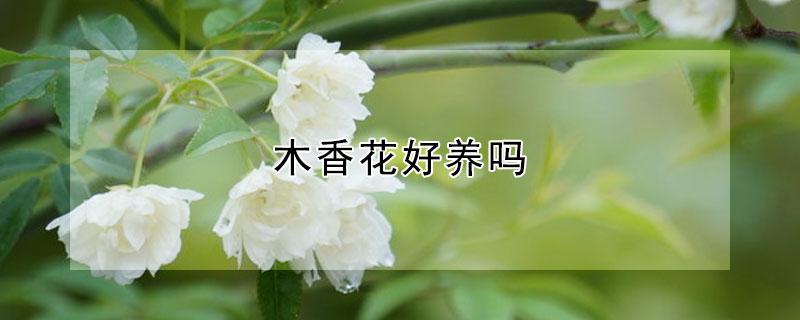 木香花好养吗 木香花图片