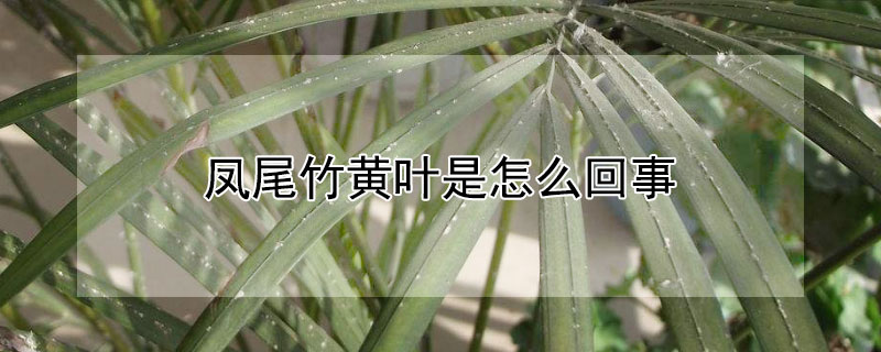 凤尾竹黄叶是怎么回事（凤尾竹放客厅大忌）