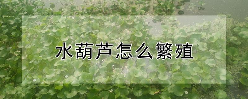 水葫芦怎么繁殖（水葫芦怎么繁殖的）