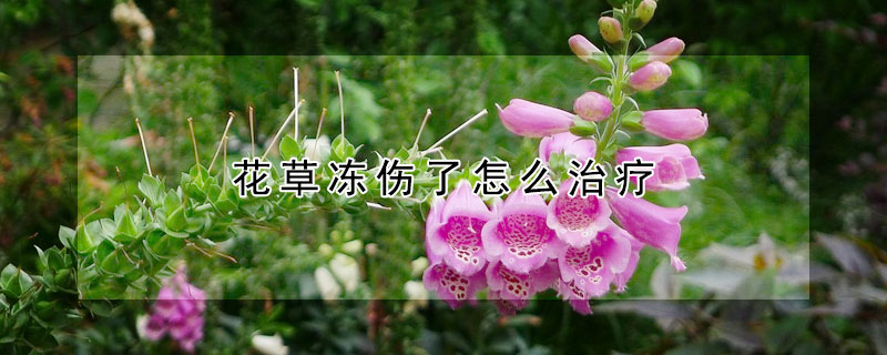 花草冻伤了怎么治疗（花草冻伤了怎么治疗最好）