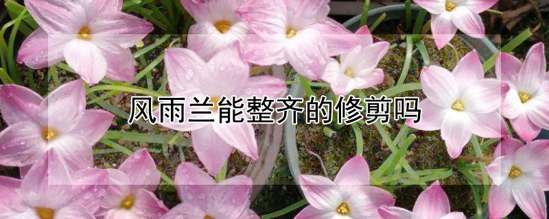 风雨兰能整齐的修剪吗 风雨兰能整齐的修剪吗图片