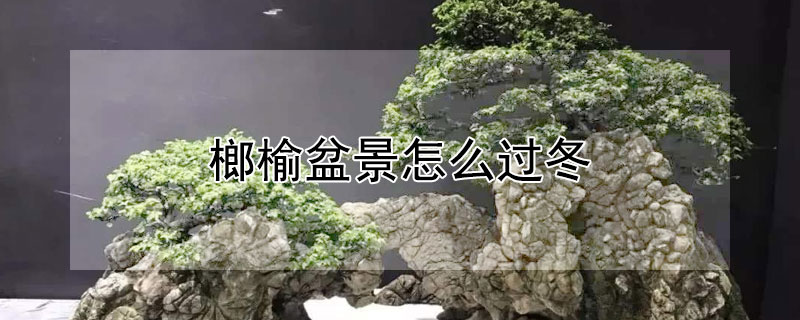 榔榆盆景怎么过冬（榔榆盆景如何过冬）