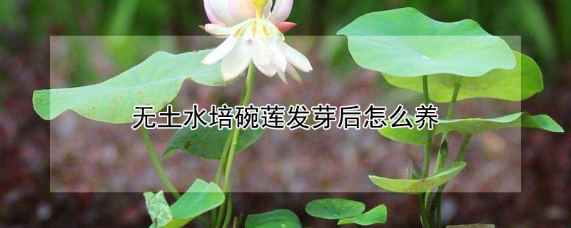 无土水培碗莲发芽后怎么养 碗莲发芽后芽一直泡水里吗