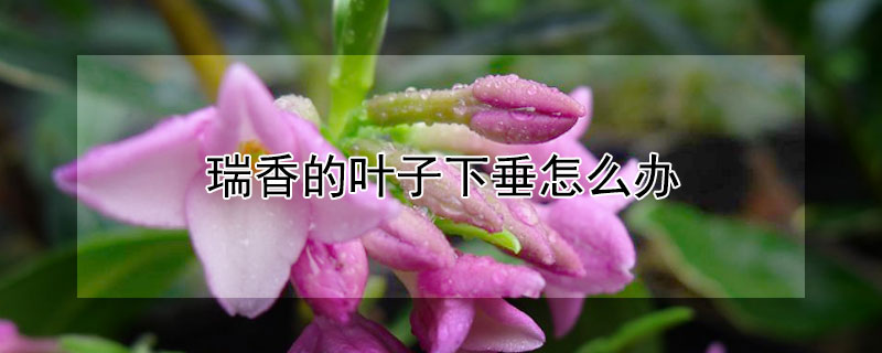 瑞香的叶子下垂怎么办（瑞香的叶子耷拉下来怎么回事）