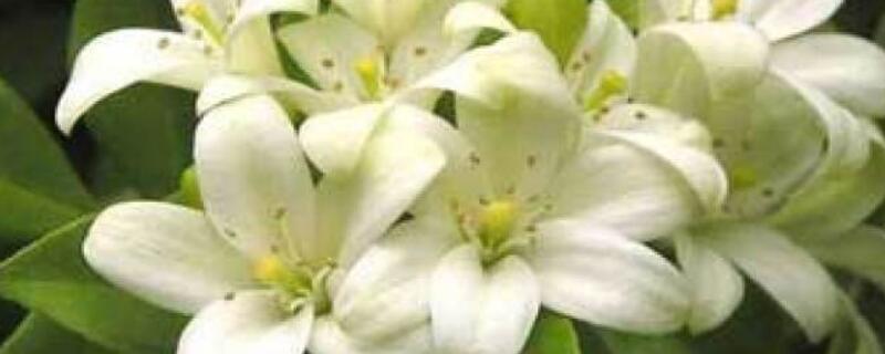 云香花盆景怎么修剪 云香花盆景怎么修剪枝条
