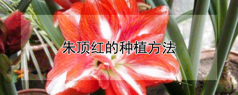 朱顶红的种植方法（朱顶红的种植方法和注意事项）