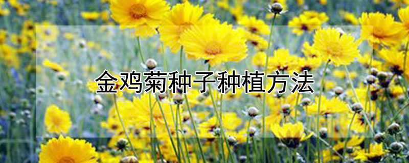 金鸡菊种子种植方法 金鸡菊种子种植方法图解