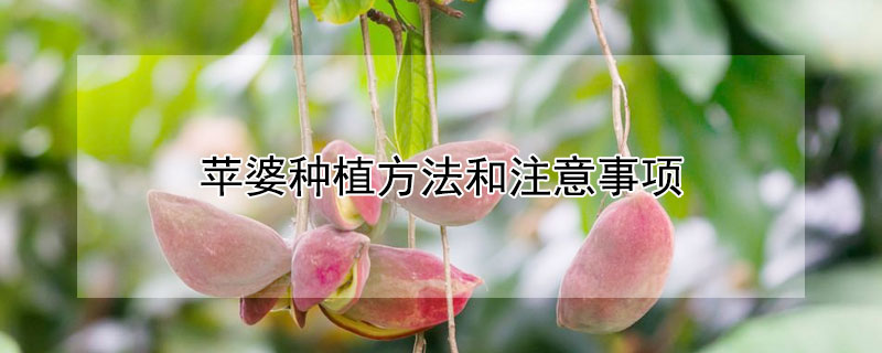 苹婆种植方法和注意事项 苹婆种植多久结果