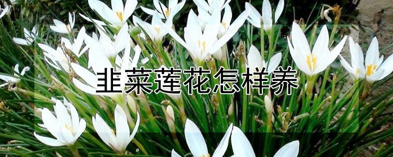 韭菜莲花怎样养 韭菜莲花怎样养殖