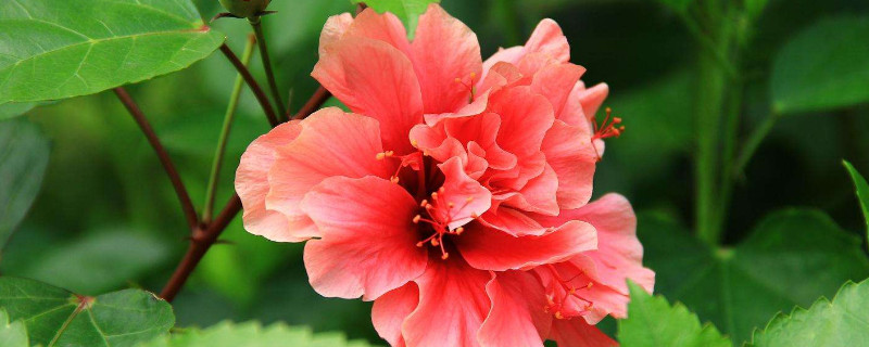 扶桑花用什么水浇好（扶桑花浇什么肥好）