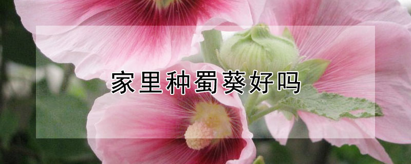 家里种蜀葵好吗（家里种蜀葵好吗风水好吗）
