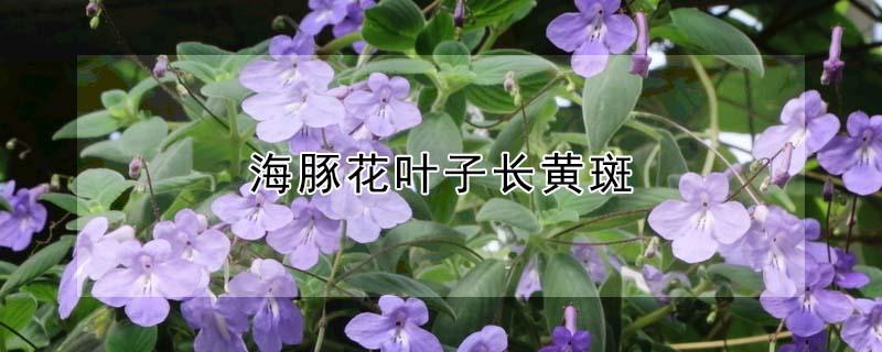 海豚花叶子长黄斑 海豚花叶子长黄斑怎么回事