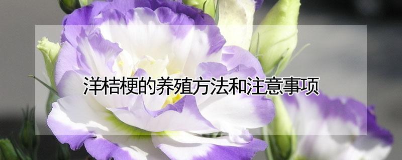 洋桔梗的养殖方法和注意事项（洋桔梗的养殖方法和注意事项假死）