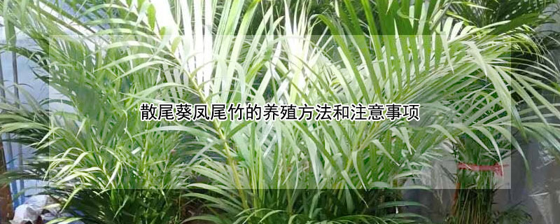 散尾葵凤尾竹的养殖方法和注意事项 散尾葵为什么不适合放在家里