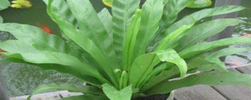 山苏花怎么养 山苏花怎么养护和管理