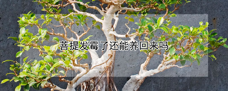 菩提发霉了还能养回来吗 菩提发霉了还能养回来吗视频