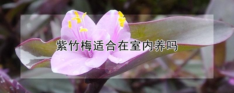 紫竹梅适合在室内养吗 紫竹梅适合在室内养吗风水好吗