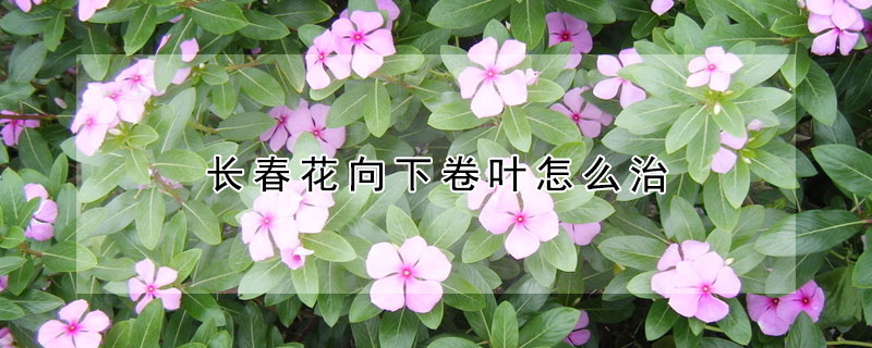 长春花向下卷叶怎么治（长春花叶子朝下卷）