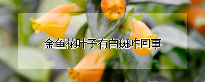 金鱼花叶子有白斑咋回事（金鱼花叶子有白斑怎么办）