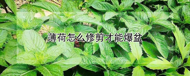薄荷怎么修剪才能爆盆 食用薄荷和不可食用薄荷怎么区分